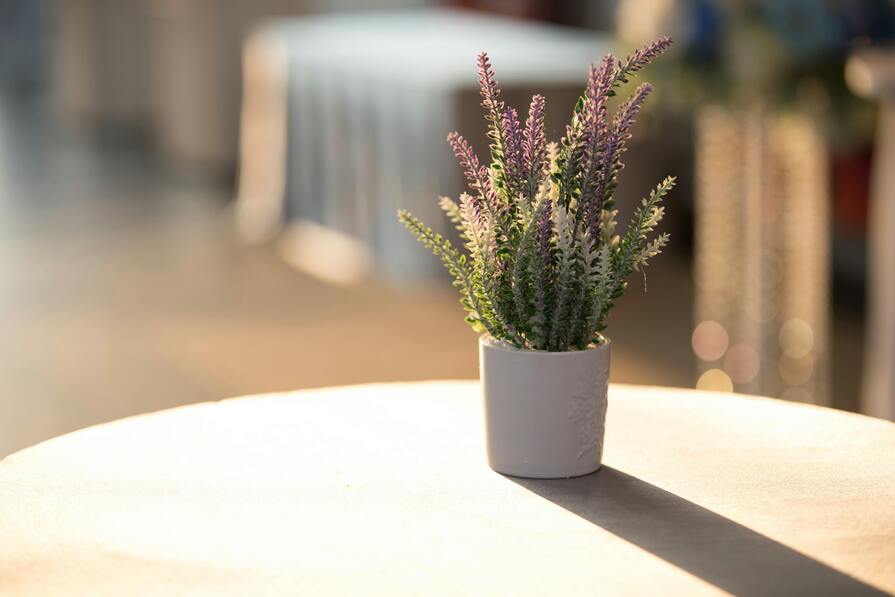 Lavendel im Topf drinnen